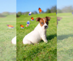 Small #9 Basenji-Rat Terrier Mix
