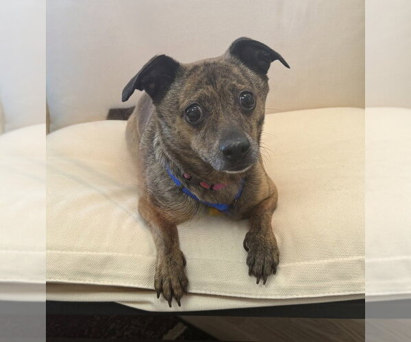 Medium Photo #1 Chihuahua-Unknown Mix Puppy For Sale in Mundelein, IL, USA