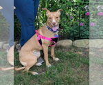 Small #1 Feist Terrier Mix