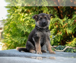 Small Photo #18 German Shepherd Dog Puppy For Sale in BREMEN, IN, USA