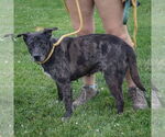 Small #1 Plott Hound Mix
