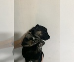 Small Photo #4 German Shepherd Dog Puppy For Sale in RUSTBURG, VA, USA