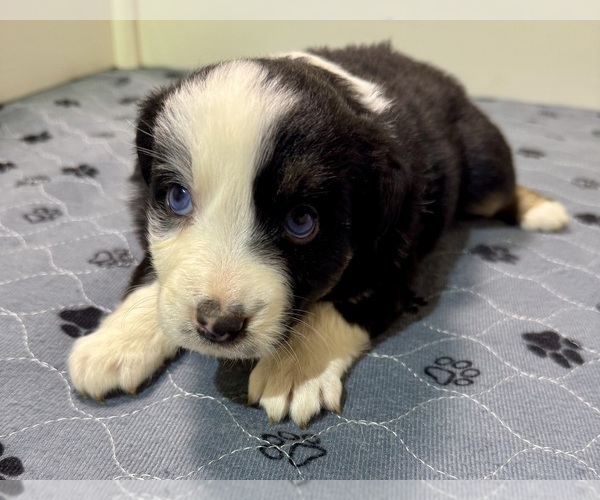 Medium Photo #14 Australian Shepherd Puppy For Sale in SALISBURY, NC, USA