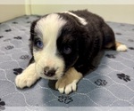 Puppy Boy 5 Australian Shepherd
