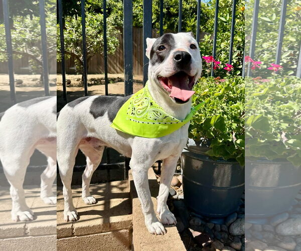 Medium Photo #8 American Pit Bull Terrier-Unknown Mix Puppy For Sale in Redlands, CA, USA