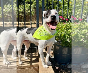Milo - Female American Pit Bull Terrier-Unknown Mix Dog for Adoption - Photo #8