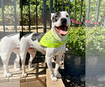Small Photo #8 American Pit Bull Terrier-Unknown Mix Puppy For Sale in Redlands, CA, USA