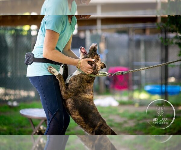 Medium Photo #2 American Staffordshire Terrier-Boxer Mix Puppy For Sale in Brewster, NY, USA