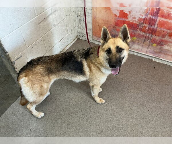 Medium Photo #1 German Shepherd Dog Puppy For Sale in San Bernardino, CA, USA