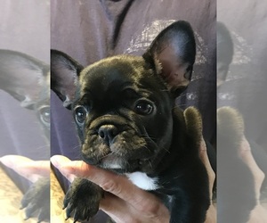 French Bulldog Puppy for sale in GERBER, CA, USA
