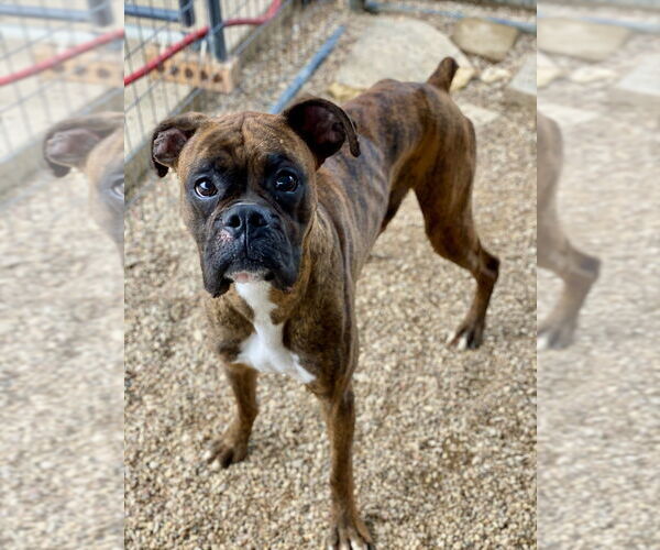 Medium Photo #5 Boxer Puppy For Sale in Austin, TX, USA
