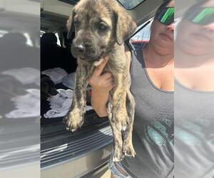 American Bulldog Dogs for adoption in Houston, TX, USA
