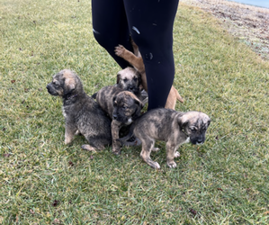 Shorkie Tzu Litter for sale in COLUMBUS, OH, USA