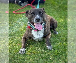 Mutt Dogs for adoption in San Diego, CA, USA