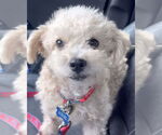 Small #4 Miniature Schnauzer Mix
