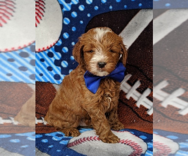 Medium Photo #3 Goldendoodle-Poodle (Miniature) Mix Puppy For Sale in LANCASTER, PA, USA