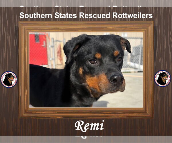 Medium Photo #1 Rottweiler Puppy For Sale in White Hall, AR, USA