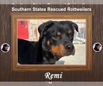 Small Rottweiler