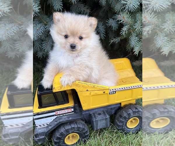 Medium Photo #2 Pomeranian Puppy For Sale in MIDDLEBURY, IN, USA