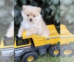 Small #1 Pomeranian