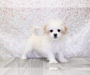 Zuchon Puppy for sale in MARIETTA, GA, USA