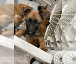 Small Photo #36 Belgian Malinois Puppy For Sale in REESEVILLE, WI, USA