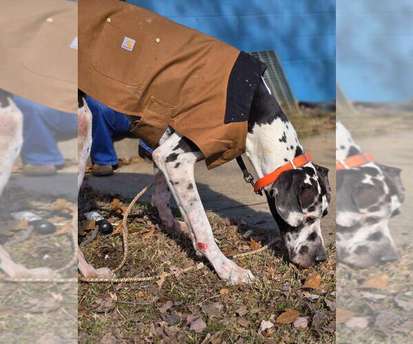 Medium Photo #4 Great Dane Puppy For Sale in Bullard, TX, USA