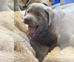 Small #12 Labrador Retriever