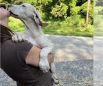 Small Photo #72 Great Dane Puppy For Sale in SPRAGGS, PA, USA