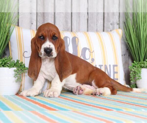 Medium Photo #1 Basset Hound Puppy For Sale in MOUNT VERNON, OH, USA