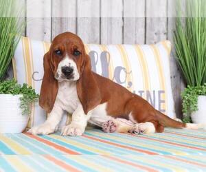 Basset Hound Puppy for sale in MOUNT VERNON, OH, USA
