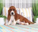 Small Photo #1 Basset Hound Puppy For Sale in MOUNT VERNON, OH, USA
