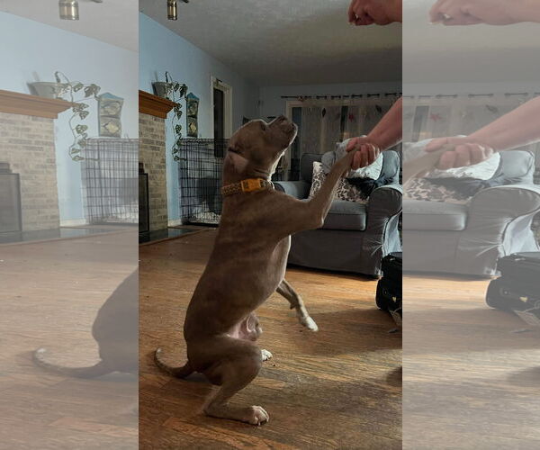 Medium Photo #13 Boxer-Unknown Mix Puppy For Sale in Germantown, OH, USA