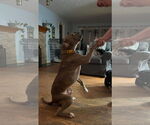 Small #12 Boxer Mix
