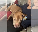Small #1 American Bandogge mastiff