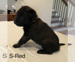 Small Photo #12 Belgian Malinois Puppy For Sale in LABADIE, MO, USA