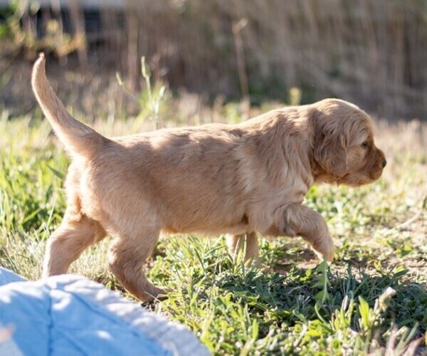 Medium Photo #13 Golden Retriever Puppy For Sale in BYERS, CO, USA