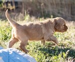 Small #4 Golden Retriever