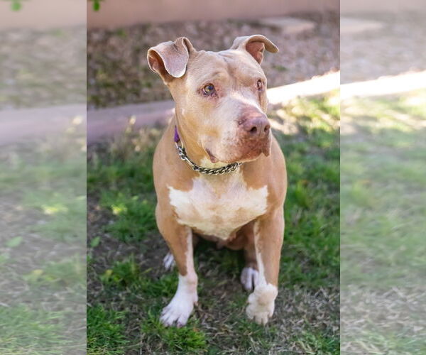 Medium Photo #4 Mutt Puppy For Sale in Chandler, AZ, USA