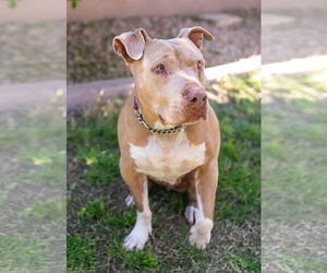 BETTY WHITE - Female Mutt Dog for Adoption - Photo #4