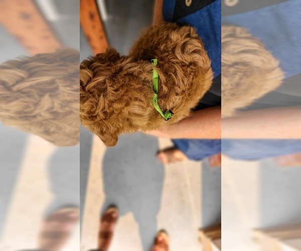 Medium Photo #6 Poodle (Standard) Puppy For Sale in WAGENER, SC, USA