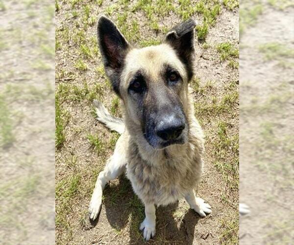 Medium Photo #2 German Shepherd Dog Puppy For Sale in Ocala, FL, USA