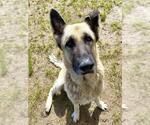 Small #1 German Shepherd Dog