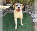 Small #2 American Staffordshire Terrier