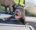 Puppy 0 American Pit Bull Terrier