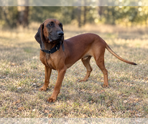 Mutt Dogs for adoption in PIPE CREEK, TX, USA