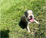 Small #7 Boston Terrier