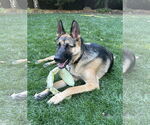 Small #1 German Shepherd Dog