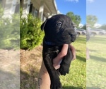 Small Photo #6 Australian Cattle Dog-Labrador Retriever Mix Puppy For Sale in SEMINOLE, AL, USA