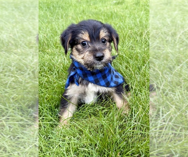 Medium Photo #6 YorkiePoo Puppy For Sale in FAIR HAVEN, MI, USA